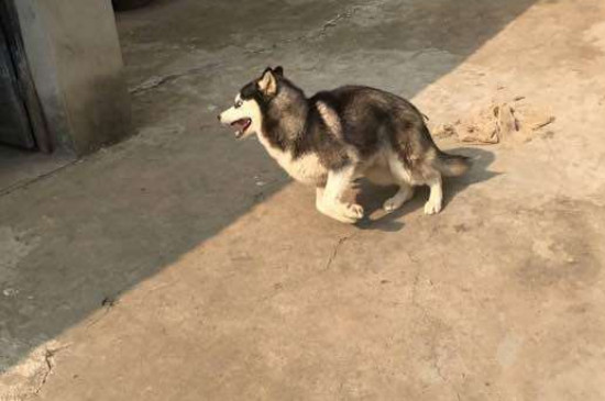 哈士奇是狼吗