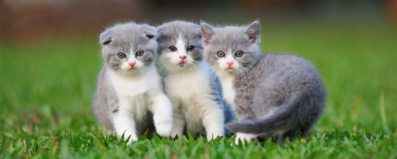 猫咪几个月可以洗澡