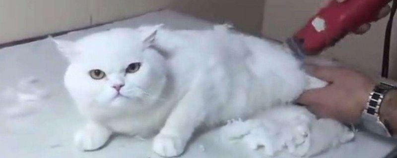 猫掉毛能不能把它剃光