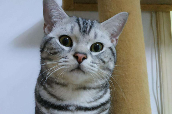 母猫绝育后性格会变吗