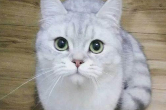 猫尿不出来尿怎么解决