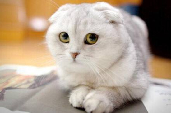 温顺的猫咪品种