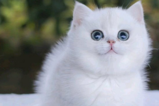 猫藓初期是什么样子的