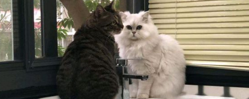 狸花猫几个月才认主人