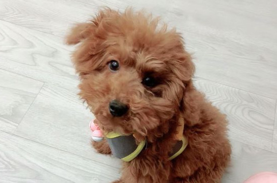 狗心脏病什么症状