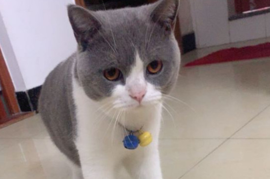 猫是色盲吗