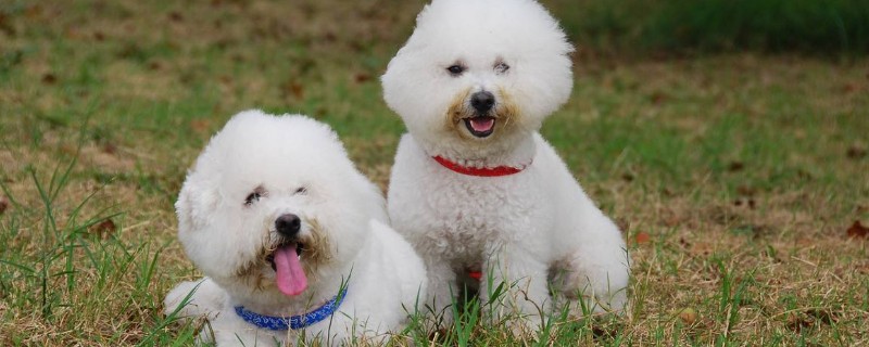 比熊犬的通病