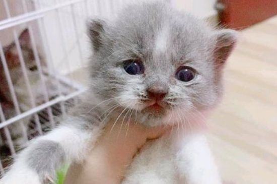 猫咪呼吸声像有痰呼噜