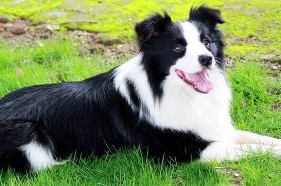 边境牧羊犬的价格，边牧价格一般在1000～5000元左右