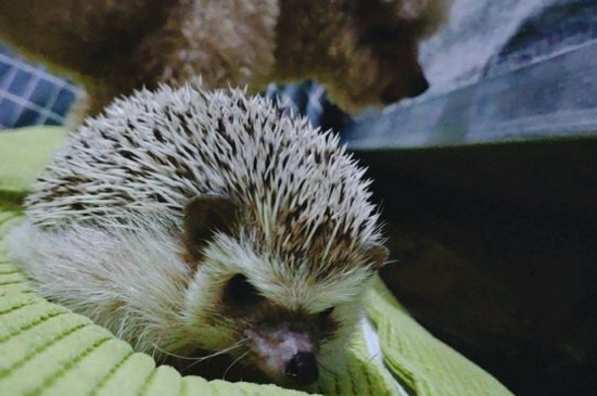 刺猬能活多久