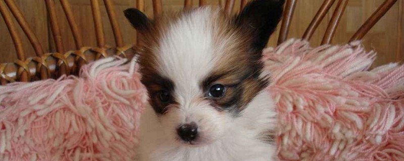 蝴蝶犬好养吗
