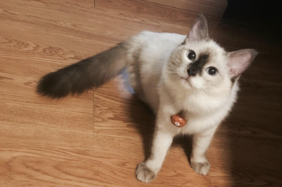 猫会挑食把自己饿死吗