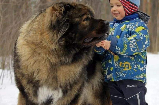 高加索犬适合什么人养