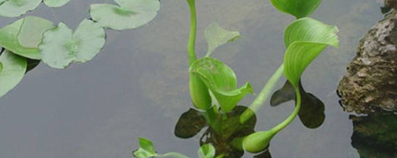 水葫芦可以放鱼缸里吗