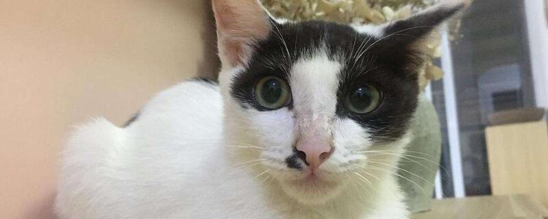 猫藓快好的迹象是哪些，如何判断猫藓快好了