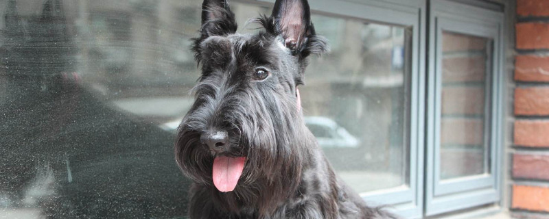 苏格兰梗犬掉毛吗