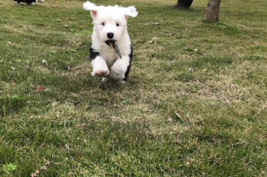 古牧幼犬价格大概多少钱一只，古牧多少钱一只幼崽