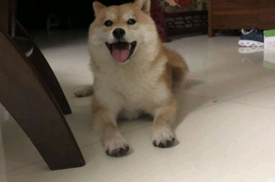 狗尿垫多久换一次