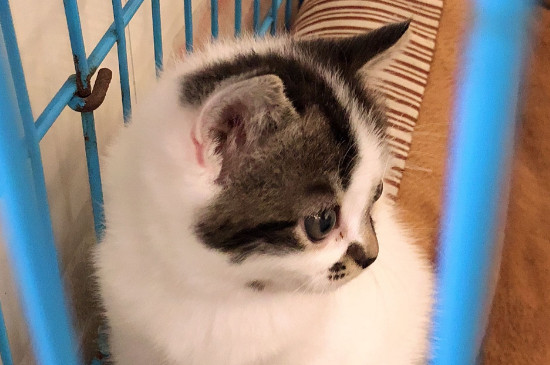 猫呼吸急促腹式呼吸