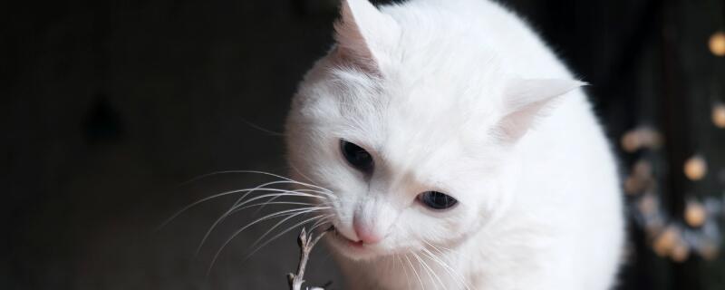 猫能吃啥食物