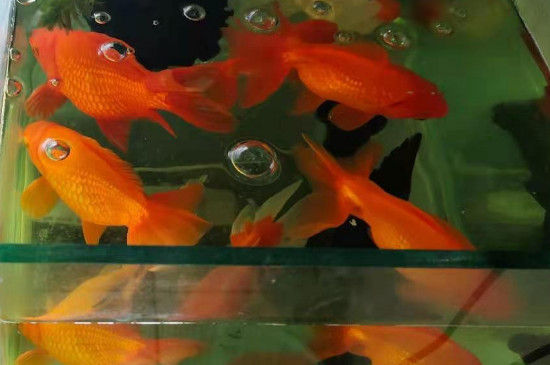 给鱼换水直接用自来水可以吗