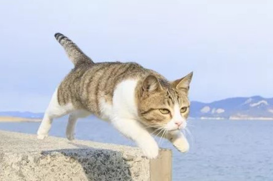猫咪很兴奋的跑来跑去是怎么回事