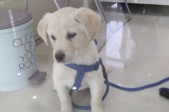 拉布拉多犬多少钱一只，拉布拉多犬幼崽价格多少