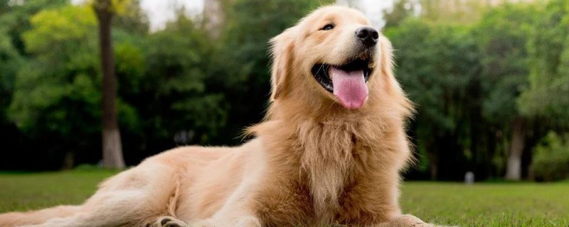 金毛犬性格怎么样，关于金毛的脾气特点介绍