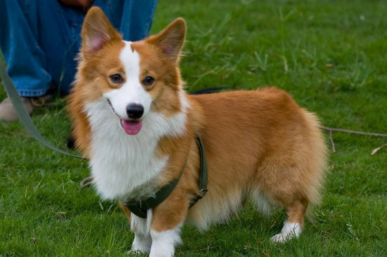 纯种柯基犬价格多少钱一只，正常柯基什么价钱