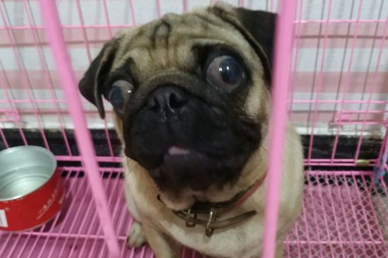 狗狗贫血看哪里