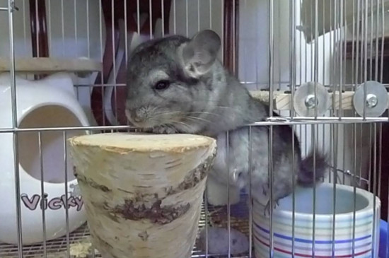 龙猫洗澡沙要放多少