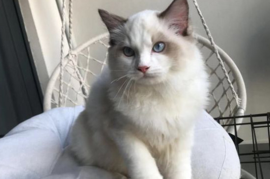 猫咪不吃猫粮怎么办