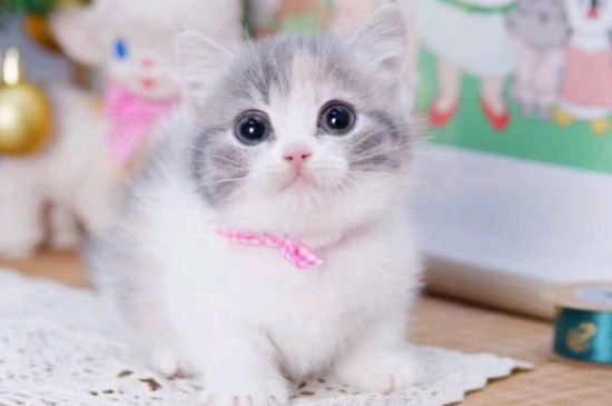 矮脚猫的缺点