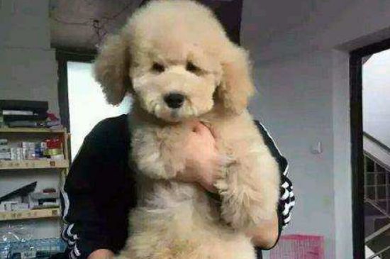 巨贵为什么养的人少，价格高开销大性格还很凶