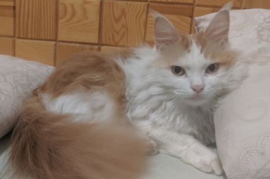为什么别养土猫