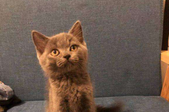 猫肠胃炎症状
