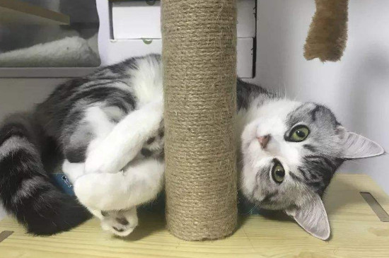猫可以带上高铁吗