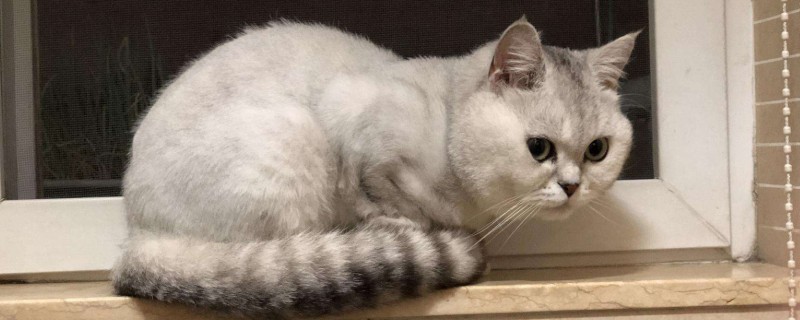 猫咪能看懂主人哭吗