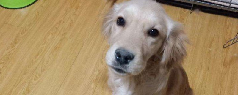 狗打完疫苗吃了驱虫药怎么办