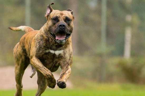 适合家养的护卫犬有哪些，最优秀的护卫犬10大排名
