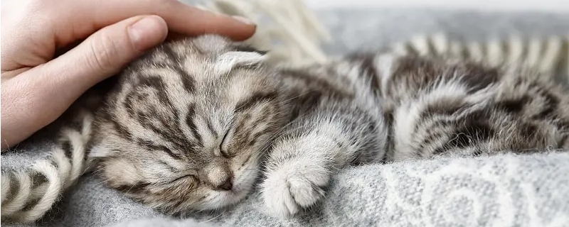 猫咪又拉又吐是什么原因
