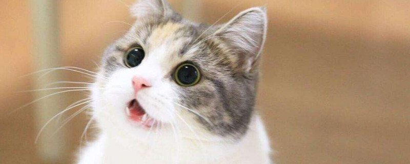 母猫和公猫的区别