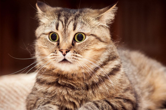 猫咪讨厌你的表现，可能是猫想杀死你的前兆