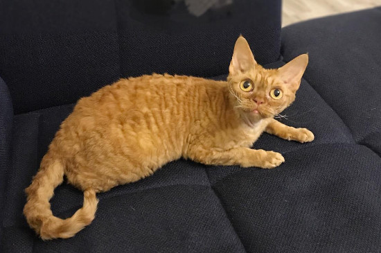 不掉毛的猫猫品种，掉毛少的猫排行榜