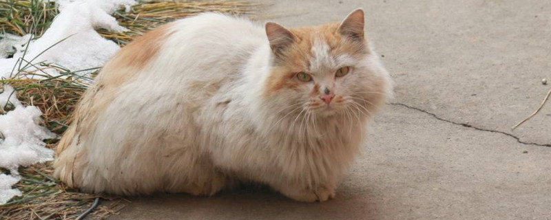 猫爪子肉垫猫癣症状