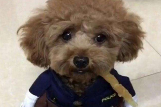泰迪打呼噜是什么原因