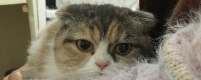 折耳猫寿命有多长