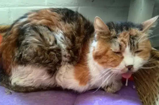猫咪嘴里流粘液是怎么回事
