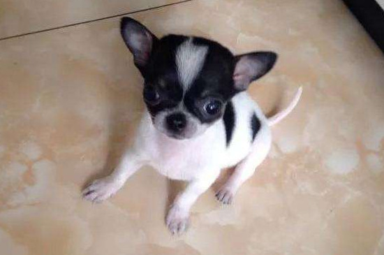 适合家养的短毛小型犬