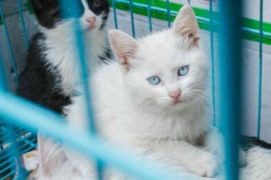 家猫的寿命多少年